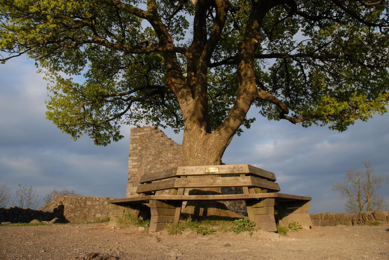 Der Feldahorn mit umlaufender Bank